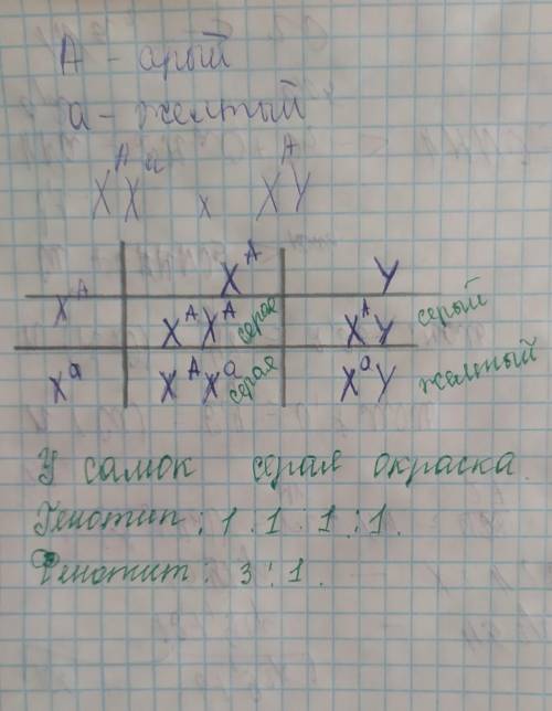 У дрозофилы серая окраска тела доминирует над желтой, причем оба гена наследуются сцеплено с Х-хромо