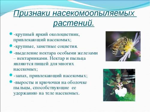 Укажите не менее трех признаков насекомоопыляемых растений