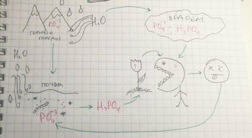 Биология. Составить химические схемы круговорота веществ (свои): С, Р, N, О, S, Н2О В виде генетичес