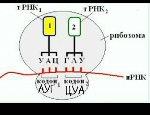 На схеме были написаны антикодоны в тРНК1 и тРНК2.. Запишите их соответствующие кодоны в мРНК, обозн