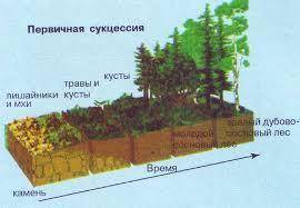 Можно определить вид сукцессии? (по рисунку) Кто знает пожлуйста, у меня сейчас урок идёт ​