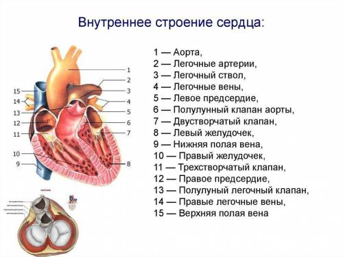 Подпишите структурные элементы сердца​