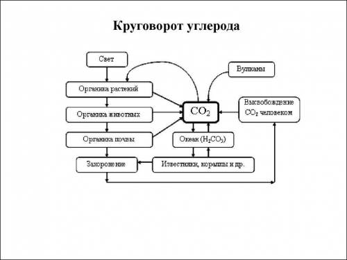 Что такое трофический уровень, и как расположились живые организмы на каждом из уровней?2.Опишите за