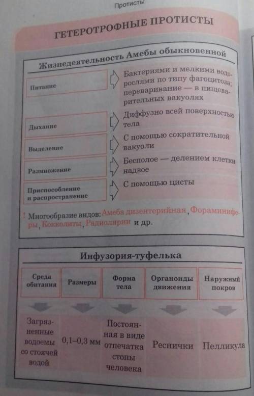 Систематические категории простейших и их характеристики