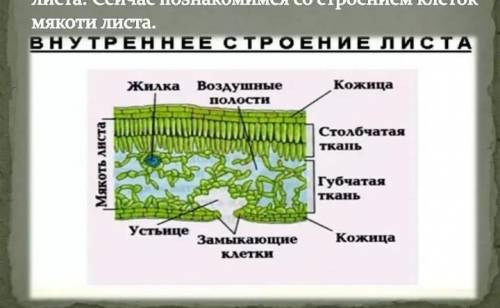 1.Посмотрите на рисунок.Что здесь изображено? 2.Обозначьте каждую часть. 3.Какие функции выполняет д