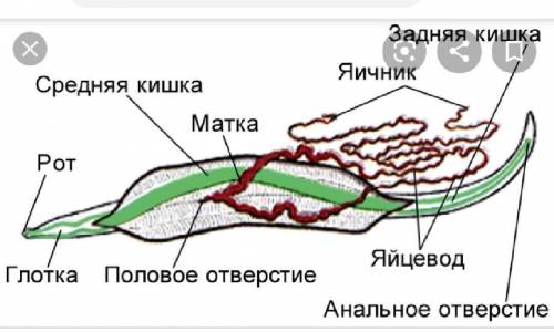 ответить на третий вопрос очень нужно тема тип круглых червей