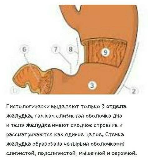 Количество отделов в желудке у человека​