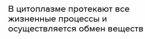 Какие цитоплазмы у амёбы, у инфузории туфельки, у эвглены зелёной?​