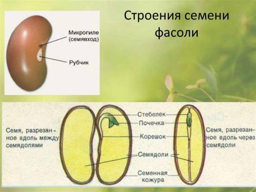 Биогия 6 класс страница 34 вопросы Ход работы... ответы​