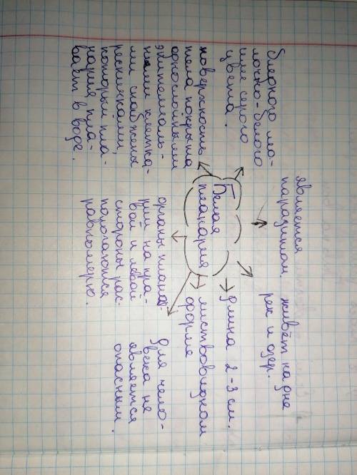 Составьте кластер Значение планарии и в природе и жизни человека