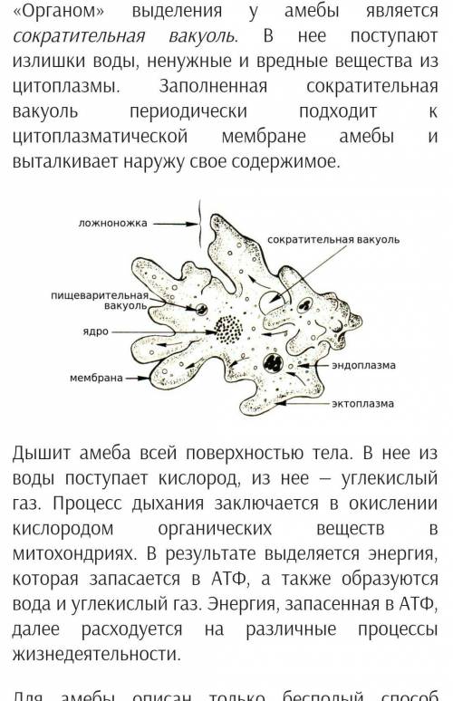 Рассмотри рисунок. Отметь цифру, обозначающую пищеварительную вакуоль. ответ: . Найди её функцию. П