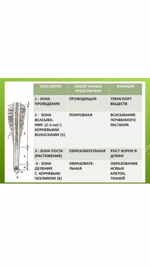 Какие ткани образуют корень растения​