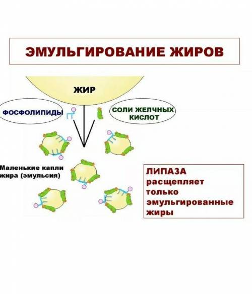 Каково значение эмульгирование жиров для процесса пищеварения?