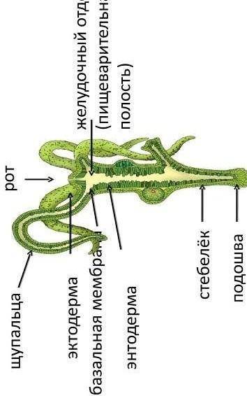 Подпишитесхему строения пресноводной гидры