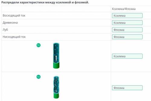 Распредели характеристики между ксилемой и флоэмой. кто быстро ответит тому ​