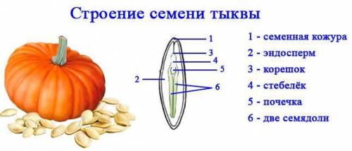 Чем отличается семя тыквы от семя яблока? Хелп не с инета