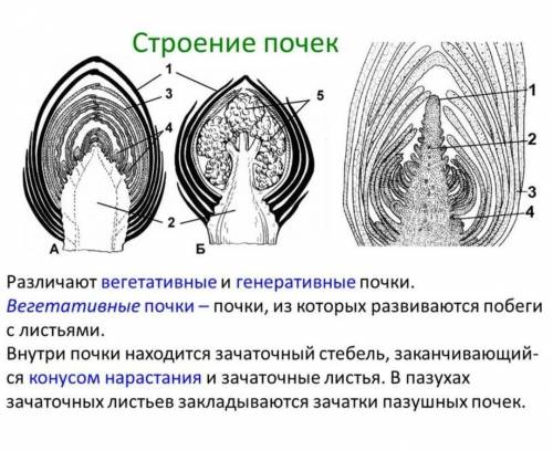 1. Из каких органов состоит побег. 2. Что такое почки, узел побега, междоузлие пазуха листа 3. Какие