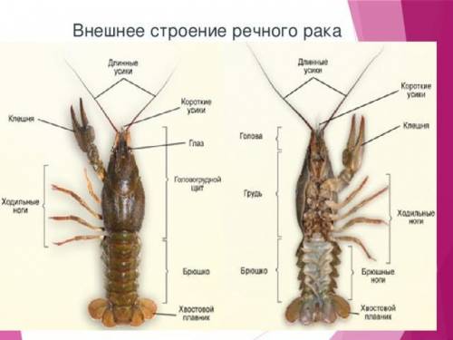 3. Заполните таблицу «Особенности внешнего строения речного рака». ПризнакОписаниеФорма тела,симметр