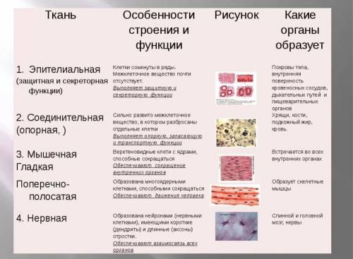 эпителиальная нервная мышечная и соединительная. ткани организма человека. Назовите отличительные ос