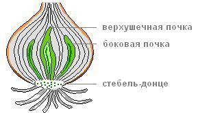 (Как оформлять ответы на задания по работе с рисунками по биологии; Как выполнять задания по работе