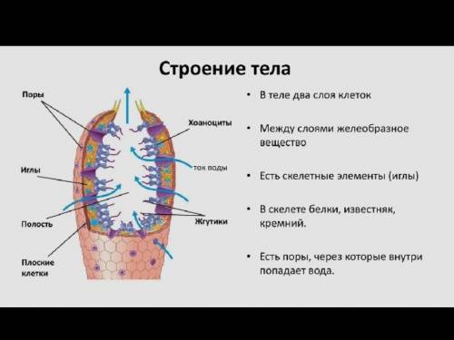 Напишите систему органов у губок