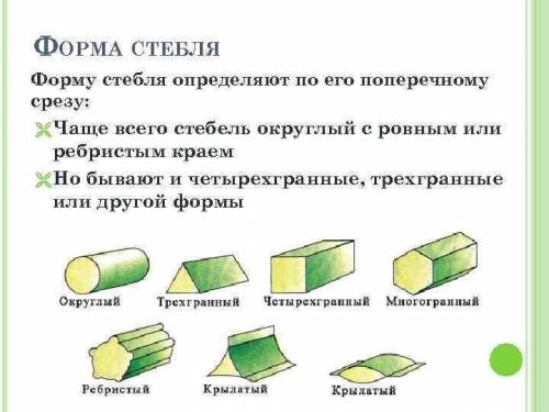 1. Сколько видов стеблей различают по строению? 2. Какую форму имеют стебли?3. Назовите самое высоко