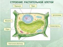 Нужно написать что под номерами нужно написать до завтра​