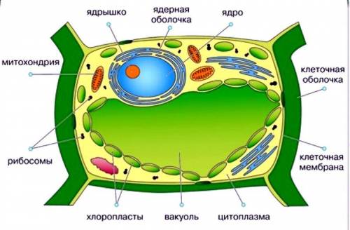 Нужно написать названия частей которые пронумерованы