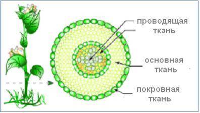 Укажіть тканини рослин​