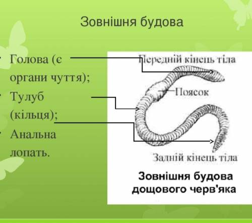 Зробіть підписи до трубочника звичайного до ть будь ласка ​