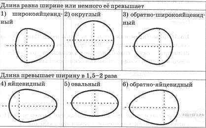 это биология 6 класс нормальные ответы за понимание 1. Назовите три основные функции листа. 2. Из к