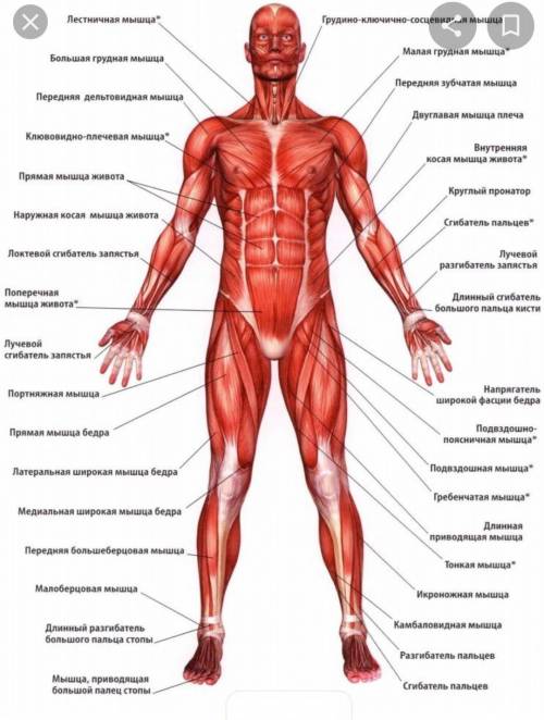 (мышцы человеческого тела)