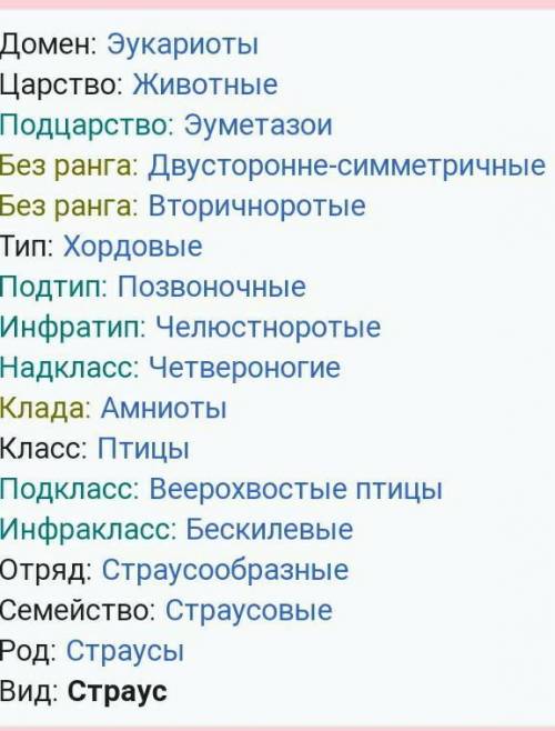 укажите тип, класс и род страуса​