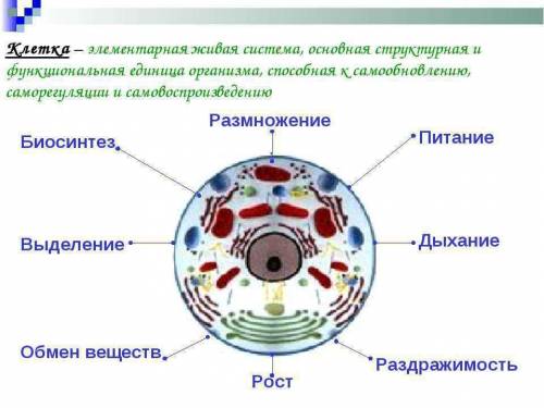 3. Выразите информацию о клетке како живой системе в ви- де краткой записи или схемы (рисунка), назв