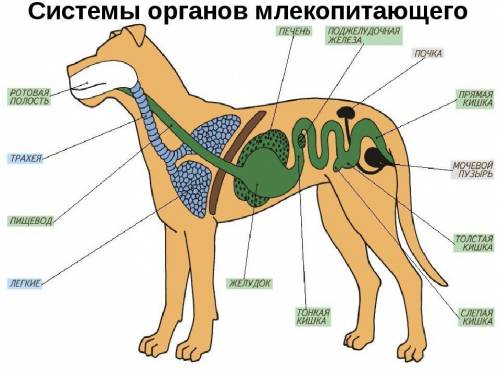 Напишите минимум 2 органа растений и два животных и человека.​