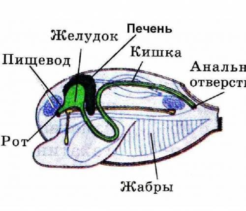 Пишеварительная система двустворчатых моллюсков