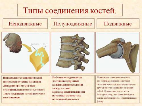 Покажите взаимосвязь между соединения кости(неподвижное, полуподвижное, сустав) и выполняемыми функц