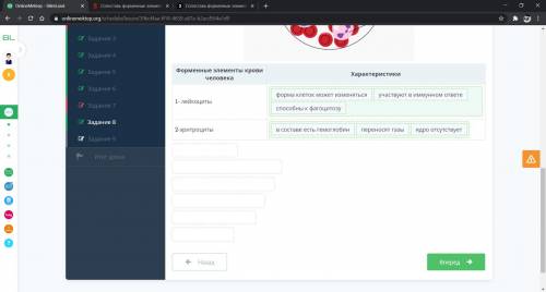 Сопоставь форменные элементы крови человека, обозначенные на рисунке цифрами 1 и 2, с их характерист