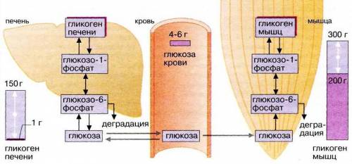 Углеводы в организме позвоночных животных откладываются в запас в