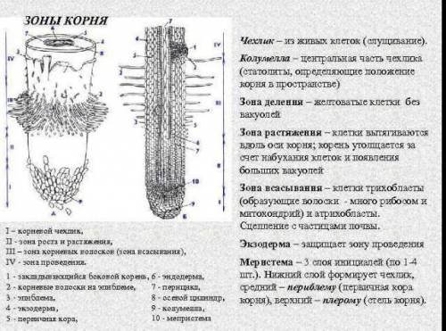 2.Рассмотри рисунок продольного разреза корня. Определи на нем зоны корня. Подпиши их на рисунке. Вы