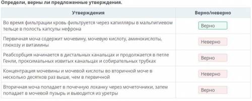 Определи, верны ли предложенные утверждения. УтвержденияВерно/неверноВо время фильтрации кровь фильт