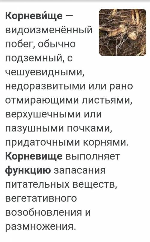 Какие функции у корневища? 1образование спорангий2накапливание питательных веществ3образование мужск