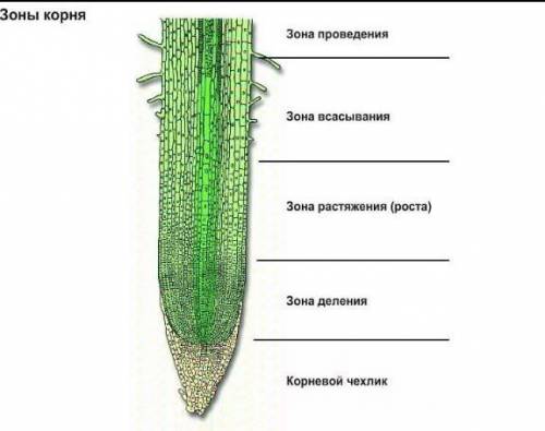 На рисунке подпишите корневой чехлик и зоны корня​