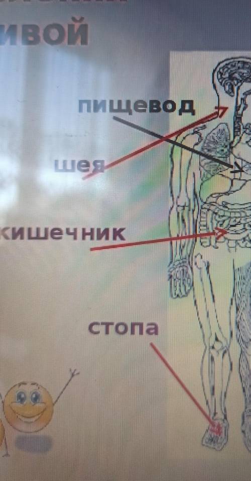 внимательно рассмотри изображение человека на рисунке стрелкой отмечено нос покажи стрелками и подпи