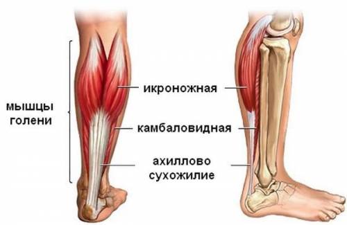 Где находится ахиллова сухожилия?​