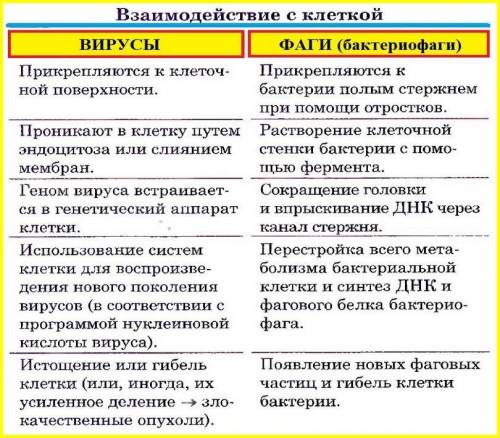 Сравнения строение вируса табачной мозаики и бактериофага