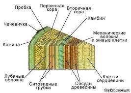 Лабораторная работа номер 4 цель: Исследовать внутренние строение древесного стебля Оборудование:Рис