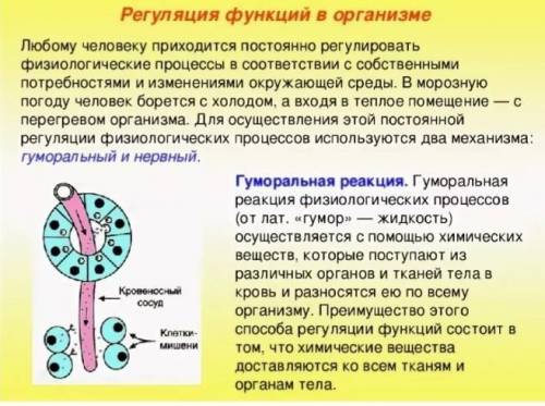 пример функции регуляции ядра