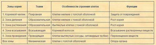 здесь мне биологию таблицу зона корня | особинности страения ​