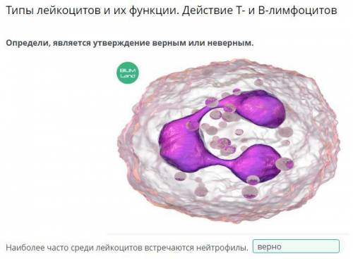 ОПРЕДЕЛИ, ЯВЛЯЕТСЯ УТВЕРЖДЕНИЕ ВЕРНЫМ ИЛИ НЕВЕРНЫМ. Наиболее часто среди лейкоцитов встречаются ней